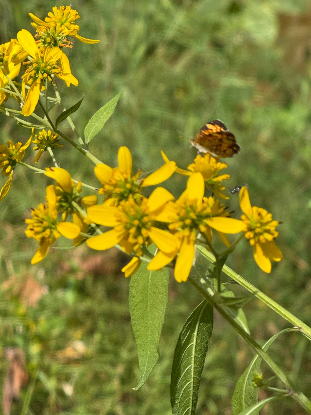 About Wild West Fairfax