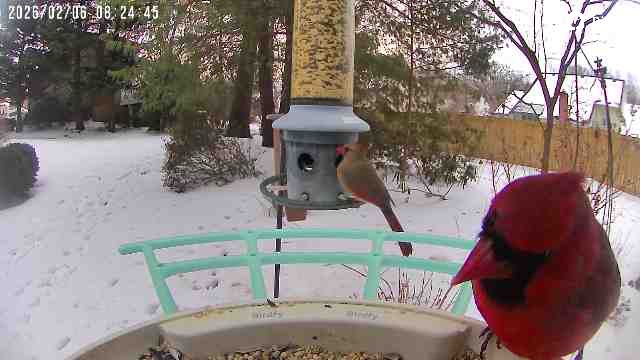 Wild West Fairfax Nature Guide:&nbsp;February