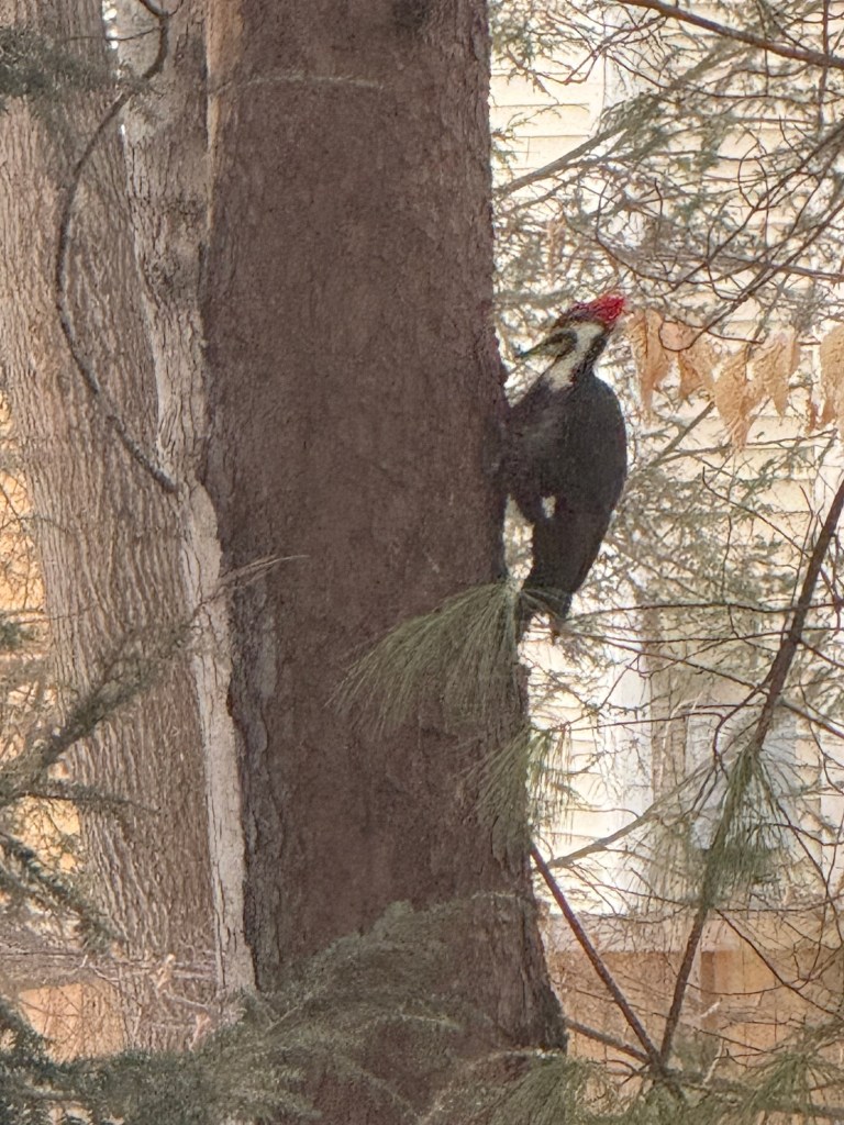 Pileated Woodpecker